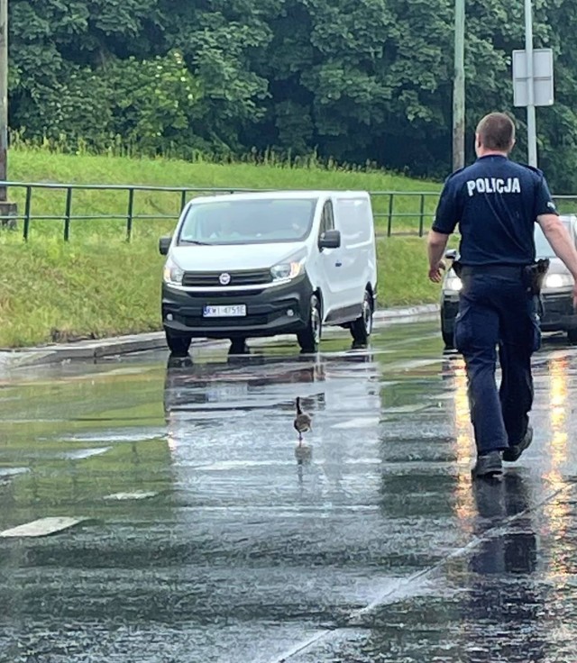 Kaczka w asyście policji na skrzyżowaniu Wielickiej i Powstańców Śląskich