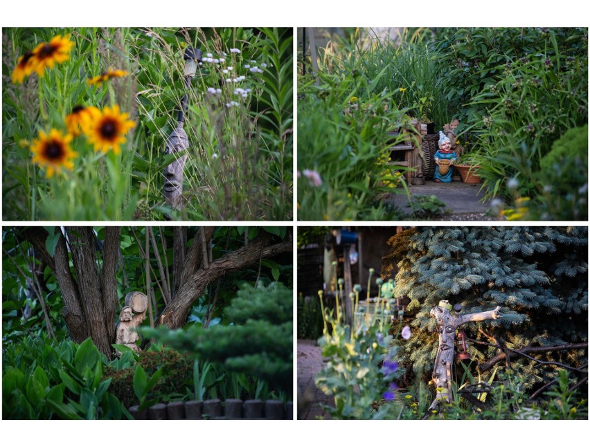Odwiedziliśmy z aparatem wrocławskie ogródki działkowe w...