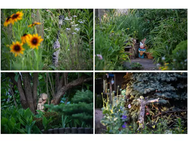 Odwiedziliśmy z aparatem wrocławskie ogródki działkowe w poszukiwaniu tych najpiękniejszych. To miejsca, gdzie spędzanie czasu jest wielką przyjemnością. To dosłownie dzika przyjemność natury, bo to właśnie przyroda ściąga każdego lata działkowców. Dla jednych ważne są tu owoce, dla innych warzywa, niektórzy wolą kwiaty, a są też tacy, co na ogródku chcą mieć cień, altankę i grilla na zielonej trawie. Naukowcy od dawna mówią - jesteś tym co jesz, a ze swojego ogródka można mieć najlepszej jakości warzywa i owoce. Jest to też miejsce, gdzie można się wyciszyć na świeżym powietrzu, co znakomicie wpływa na redukcję stresu. Zobaczcie galerię najpiękniejszych działek, jakie znaleźliśmy. Posługujcie się klawiszami strzałek, myszką lub gestami.