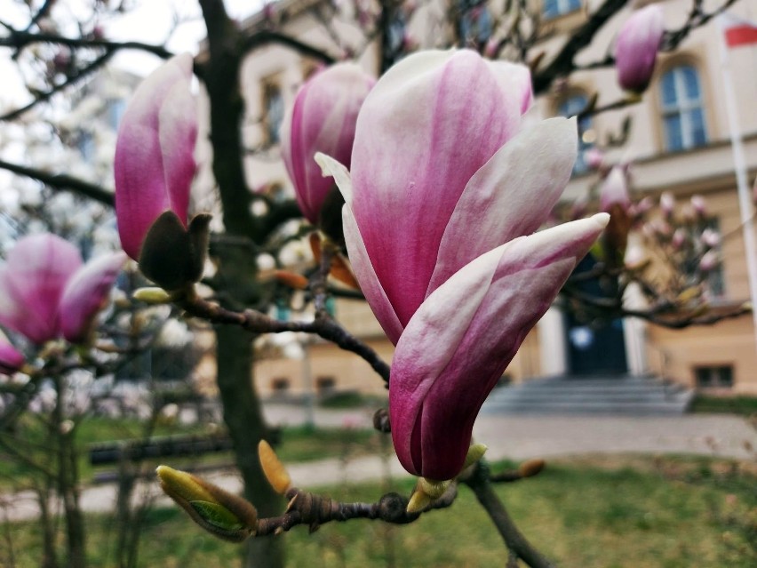 Tymi kwiatami nie da się nie zachwycać. Kwitnące magnolie...