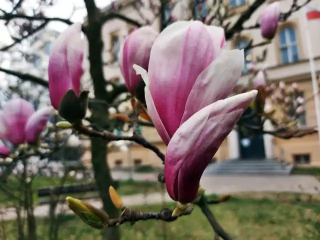 Tymi kwiatami nie da się nie zachwycać. Kwitnące magnolie wyglądają pięknie. Kliknij w zdjęcie i przejdź do galerii >>>
