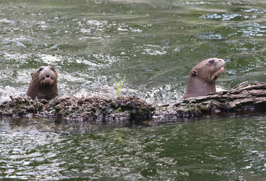 Wydra Coari z łódzkiego zoo ma partnera z Holandii