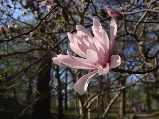 Magnolie gwiaździste kwitną bardzo wcześnie - czasem już w marcu, najczęściej jednak w kwietniu.