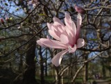 Jak uprawiać magnolię gwiaździstą? Jest niewielka i wcześnie kwitnie