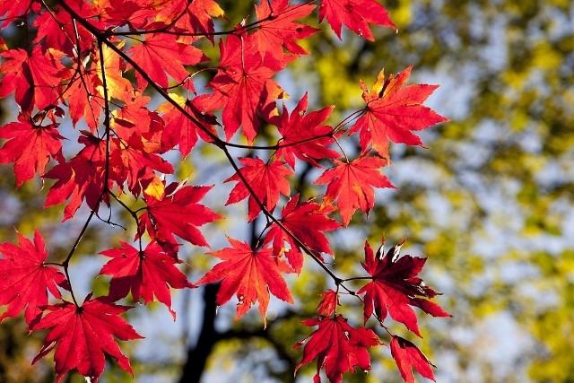 Jaką pogodę przyniesie wyżu Zouhir? Prognoza pogody, 9.11.2018