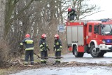 Orkan Fryderyka Opolskie. Synoptycy ostrzegają przed silnym wiatrem na Opolszczyźnie. Będzie wiało dziś po południu i w nocy