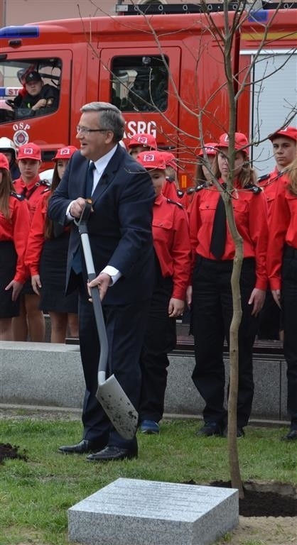 Częstochowa: Wyrwali Dąb Wdzięczności, który zasadził prezydent Komorowski [ZDJĘCIA]