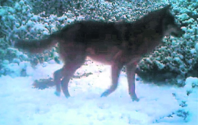 Wilk został nagrany przez fotopułapkę.