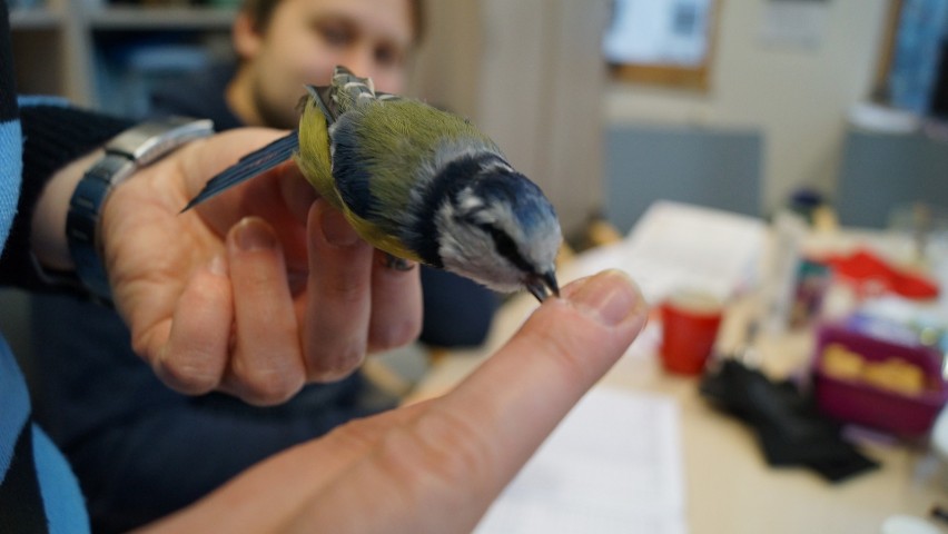 Koło Naukowe Biologów UwB rekordzistą tegorocznej Akcji Karmnik. Zaobrączkowano aż 999 ptaków (zdjęcia)