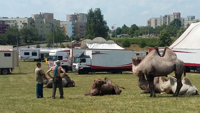 U zbiegu ulicy Fierdolfa-Nila i alei Wyzwolenia stanął dzisiaj cyrk. Mieszkańcy pytają, co na to miasto, które zapowiedziało, ze na jego terenach cyrku ze zwierzętami nie będzie.