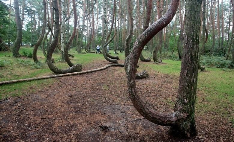 Tajemniczy Krzywy Las został uznany za jeden z najbardziej magicznych. Jest niesamowity! [ZDJĘCIA]