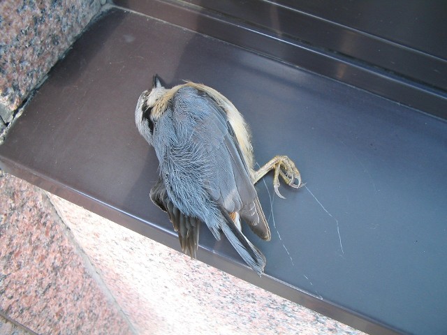 Czytelniczka z Bocianowa znalazła martwego wróbla na swoim parapecie. Na podwórku leżały dwa kolejne (zdjęcie ilustracyjne)