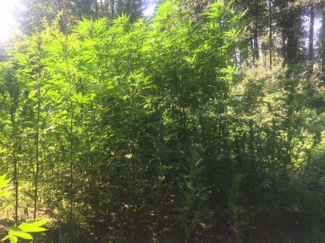 Policja znalazła w lesie w gminie Pniewy plantację 140 krzaków marihuany.