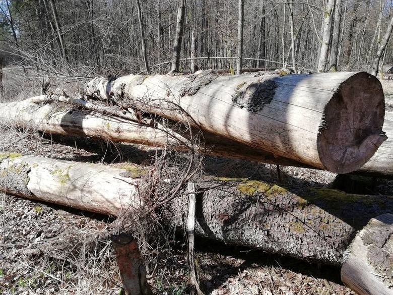 Wywożą stuletnie drzewa z Puszczy Białowieskiej