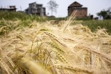 Produkcja zbóż w UE? Prognozy bardziej optymistyczne