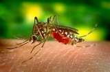 Plaga komarów w Polsce. Czy opryski mają sens? KOMARY zjadają nas żywcem, głównie nad wodą. Jakie są sposoby na komary?  [18. 6. 2019 r.]