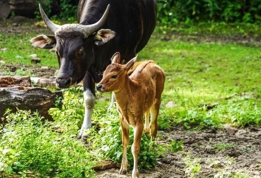 We wrocławskim zoo urodziły się bantengi jawajskie. Na całym świecie zostało ich około stu [ZDJĘCIA]