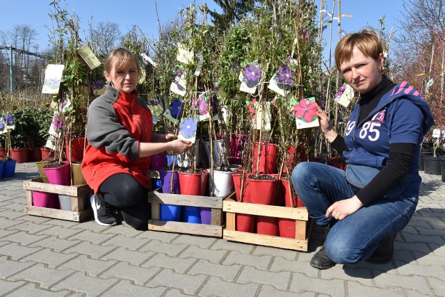 Nasze ogrody mogą być pełne kolorów i zapachów. Joanna i Monika Boczar podpowiedzą, co i kiedy posadzić