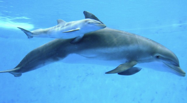 Delfiny butlonose na co dzień pływają w Oceanie Atlantyckim.