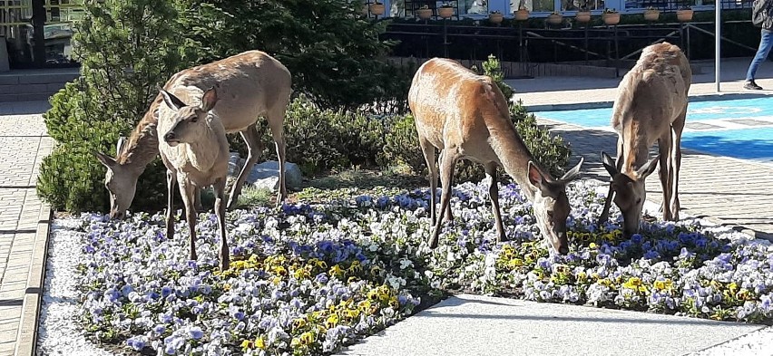 Zakopane: Zuchwałe łanie zjadły urzędnikom... kwiatki