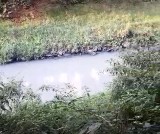 Zanieczyszczenie rzeki Kłodnicy w centrum Gliwic. Policja zatrzymała jedną osobę. Trwa śledztwo