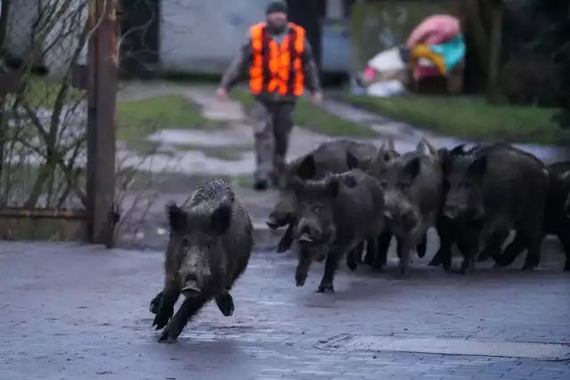 Walka z Afrykańskim pomorem świń, ponad 3000 dzików zostanie odstrzelonych w województwie śląskim