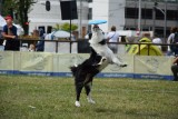 "Latające psy" w Gdyni. Szybujące czworonogi w Parku Kolibki! Takie akrobacje zrobią dla frisbee! ZDJĘCIA