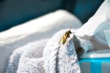 Użądlenie osy, ugryzienie pluskwy lub kleszcza mogą być niebezpieczne. Jak sobie radzić z ukąszeniem przez komara, a jak przez meszkę?