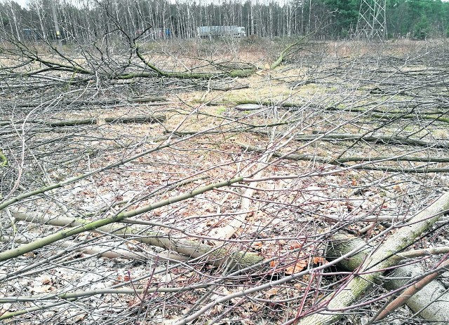Przez kilka dni przy ul. Poznańskiej wycięto sporo drzew. W wielu miejscach padają kolejne drzewa.