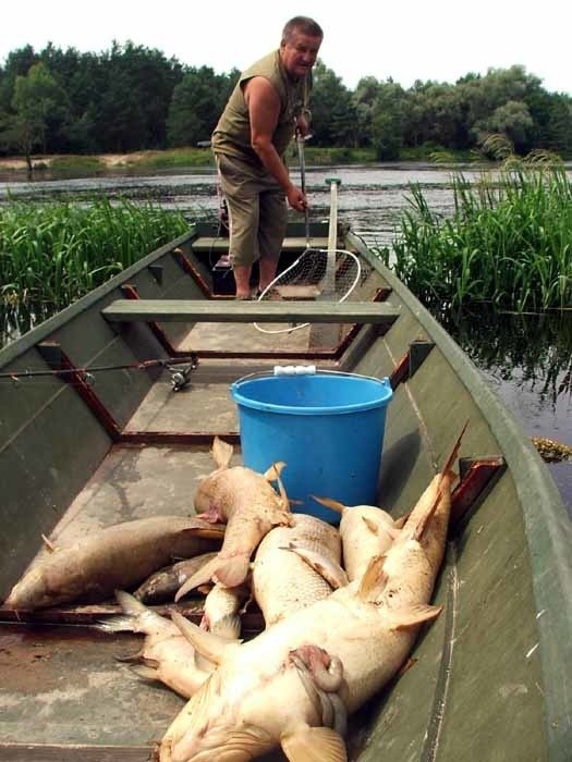Wędkarze wyławiają śnięte ryby z rzeki Bug.