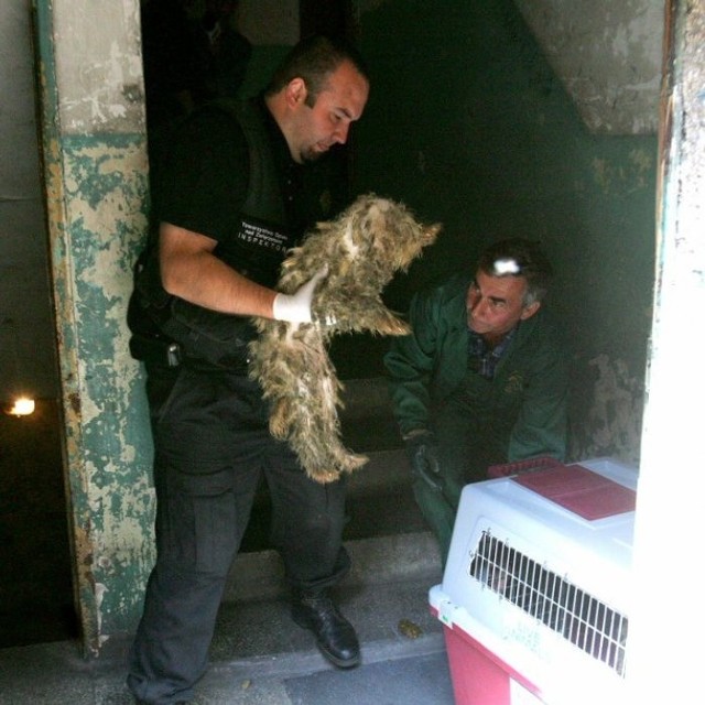 Psi horror na ŚciegiennegoInspektorzy TOZ zajeli sie psami, które ich wlaścicielka trzymala w strasznych warunkach w mieszkaniu przy ul. Ściegiennego.