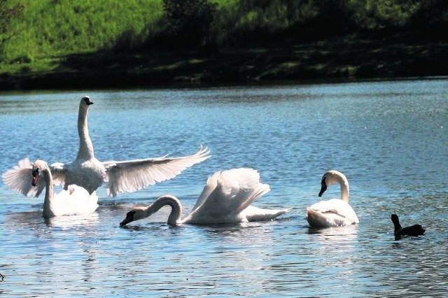 Kiedyś taki widok nie był wcale rzadkością w łódzkich parkach.