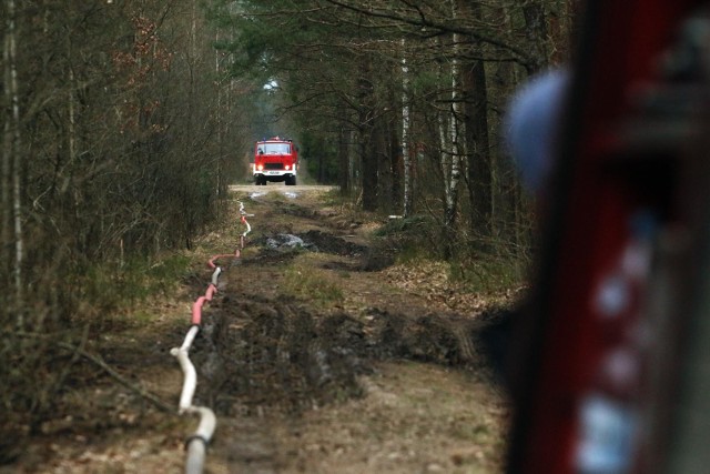 Najbardziej palnymi nadleśnictwami są: Włocławek, Dobrzejewice, Toruń, Żołędowo. Ma to związek z bliskością dużych miast (Bydgoszcz, Toruń, Włocławek) i dominacją łatwiej palnych drzewostanów iglastych.