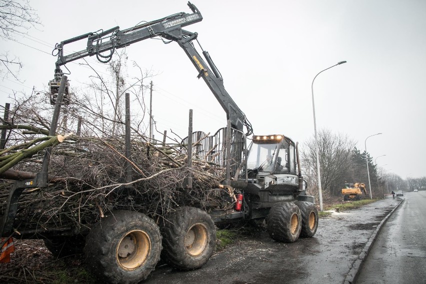 Wielu mieszkańców jest oburzonych masową wycinką drzew w...