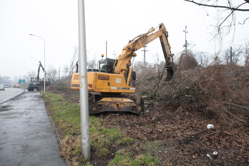 Wielu mieszkańców jest oburzonych masową wycinką drzew w...