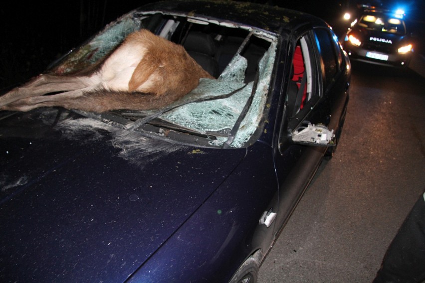 Groźne zdarzenie drogowe na Wisłostradzie w Tarnobrzegu. Dwa rozbite samochody po zderzeniu z jeleniem (DRASTYCZNE ZDJĘCIA)