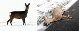 Zima niebezpieczna dla dzikich zwierząt (wideo)