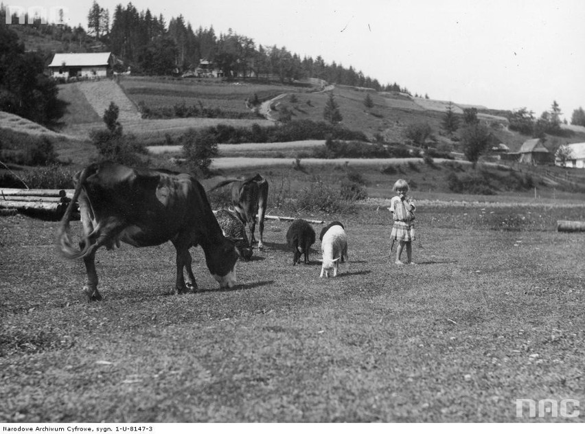 Panorama Zarytego. Dziewczynka na łące z krowami i owcami.