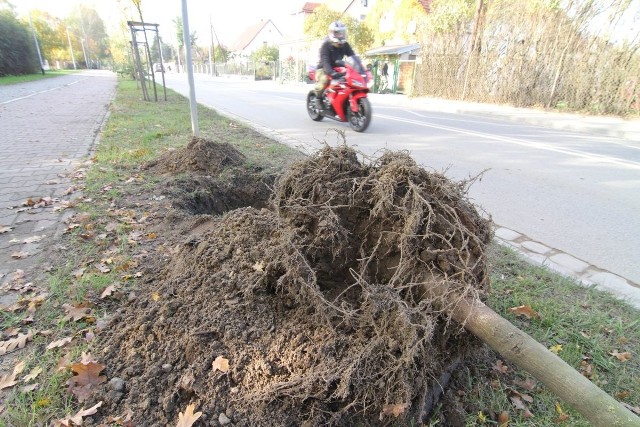 Wymiana drzew przy ul. Głównej