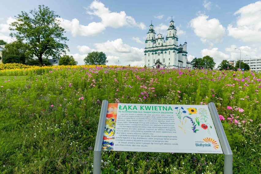 Łąka kwietna i pole słoneczników w Białymstoku. Podobne...