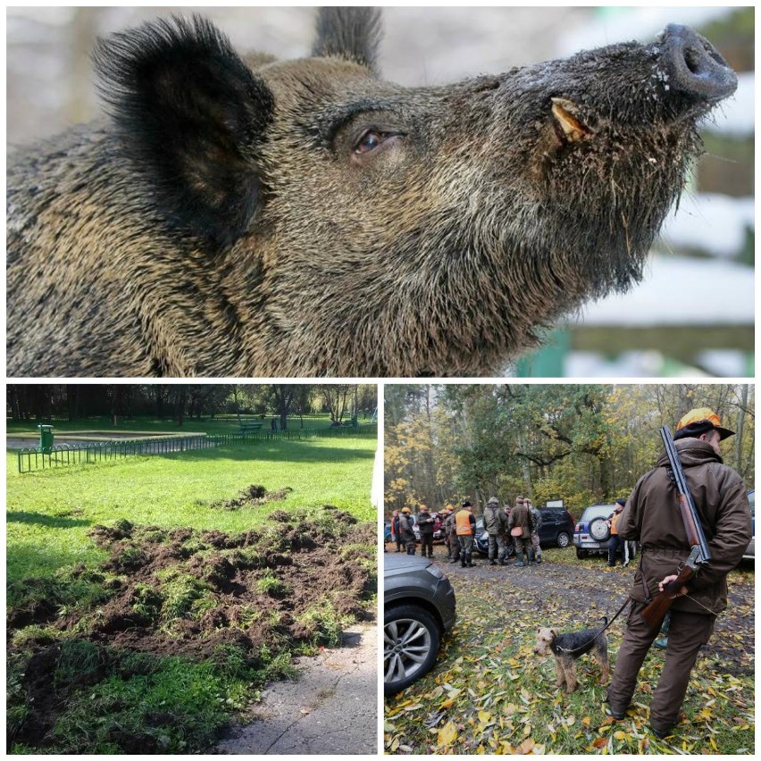 Widok dzików w Krakowie już nikogo nie dziwi. Chyba że...