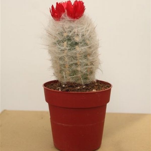 Kaktusy to bardzo oryginalne rośliny, dlatego chętnie hodujemy je w swoim domu.