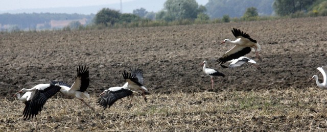 Czy zwierzęta dają nam znaki nadchodzącej zimy?