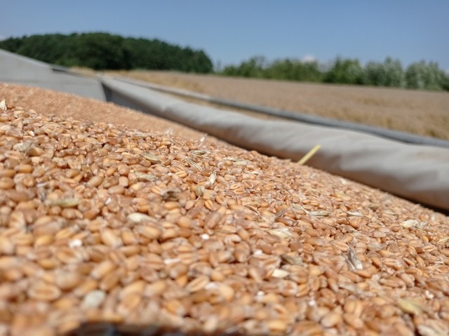 Zaglądamy do notowań cen zbóż w Polsce