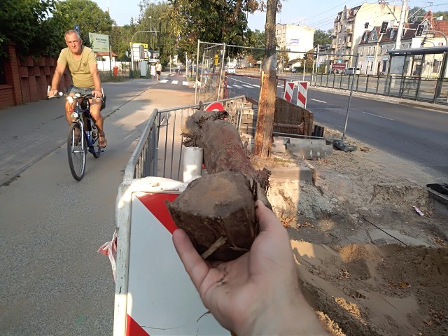 Przy ulicy Kościuszki w Toruniu, podczas niedawnych robót ziemnych, zostało uszkodzonych kilkanaście drzew. Urzędnicy przeprowadzili kontrolę, wskazali nieprawidłowości. A drzewa? Znikną.  Batalia o plac Rapackiego, jaką prowadzą społecznicy z Zielonego Torunia nie ogranicza się do kilkudziesięciu drzew, które mają tam pójść pod topór. Nie jest też tylko sprzeciwem wobec tego, jak decydenci wprowadzają w życie swoje plany. Tu chodzi o coś więcej. O radykalną zmianę  w traktowaniu zieleni miejskiej.POLECAMYSuperbakteria New Delhi w Toruniu! Pacjenci szpitala miejskiego są w strachuMarlena Cichocka z Chełmży w programie MasterChef! Kim jest?Zamordował żonę nożem. Zadał jej 9 ciosów. "Na FB miała ze 150 facetów"W Toruniu sadzi się dużo więcej drzew niż wycina - przekonują władze miasta. Owszem, ale zanim sadzonki staną się pełnowartościowymi drzewami mija ok. 8 lat. Tymczasem gwarancja wykonawcy to na ogół 3 lata. Poza tym wiele pada już na starcie. Społecznicy opracowali raport, z którego wynika, że z zeszłorocznych nasadzeń nie przeżyło 171 drzew. Straty, jakie z tego powodu poniosło miasto, wycenili na ponad 130 000 zł. Z analizy wynika, że młode drzewa w Toruniu umierają nie tylko z powodu niedostatecznego podlewania, ale również niewłaściwego dostosowania gatunków roślin do warunków, czy złej jakości sadzonek. Raport społecznicy przekazali prezydentowi Torunia.Na zdjęciu: korzeń jednego z drzew przy ul. Kościuszki. Wygląda na to, że został wycięty już po kontroli z Urzędu Miasta