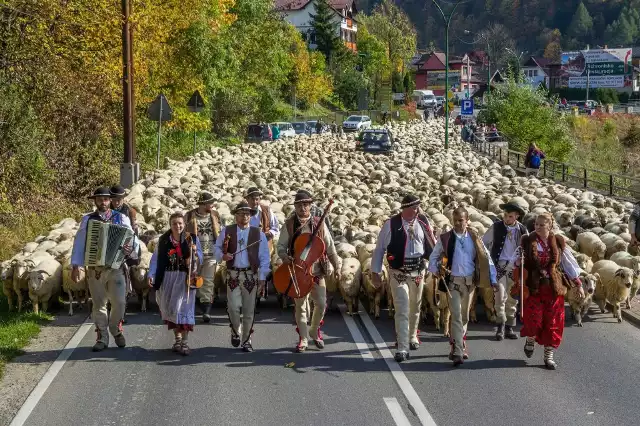 Tradycja wypasu owiec na Podhalu trzyma się mocno.