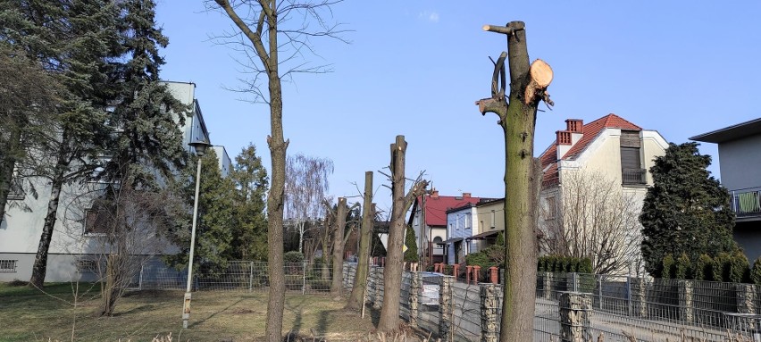 Tak w kwietniu wyglądały uszkodzone lipy