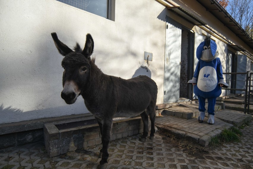 Osioł USiołek z chorzowskiego zoo obchodzi 14. urodziny