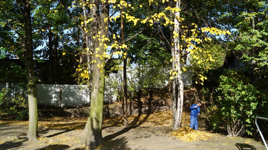 Piękna jesień w Mikołowie i zmiany w parku Planty