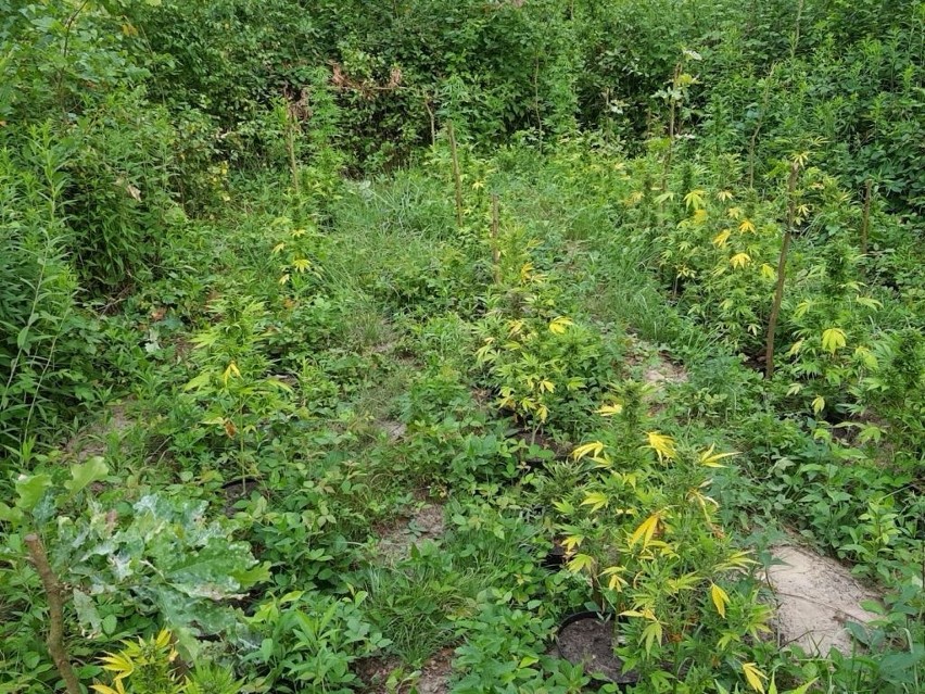 18 narkotykowych upraw w jednym lesie! Wielka akcja policji w gminie Ćmielów (WIDEO)